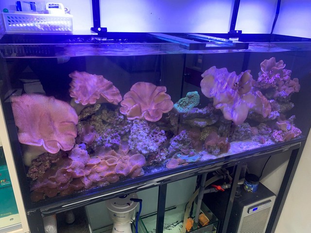 住宅超白玻璃魚缸訂造案例 - 客廳嵌入式設計