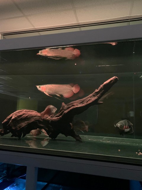 辦公室風水魚缸 — 金龍魚錦鯉風水缸財位擺放設計訂造