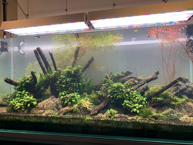 數碼港科技公司休息區 120cm 荷蘭式水草生態缸 — 燈科魚群療癒減壓造景