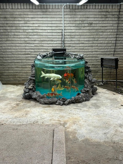 大埔獨立屋花園錦鯉魚池工程案例