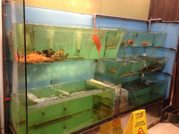 西環酒樓大型海鮮缸工程案例